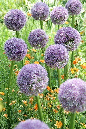 Allium 'Round and Purple', Ornamental Onion 'Round and Purple', Ornamental Garlic 'Round and Purple', Spring Bulbs, Spring Flowers,  Giant Onions, Purple flowers