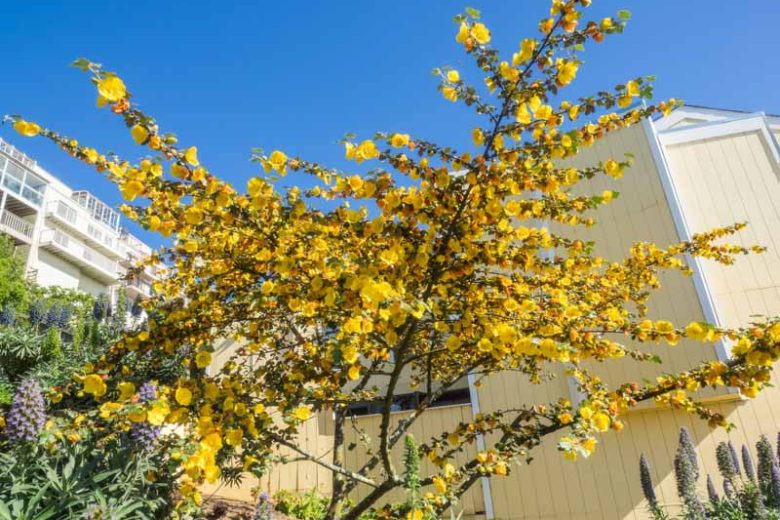 Fremontodendron californicum, California Flannelbush, California Fremontia, Flannel Bush, Yellow Flowers