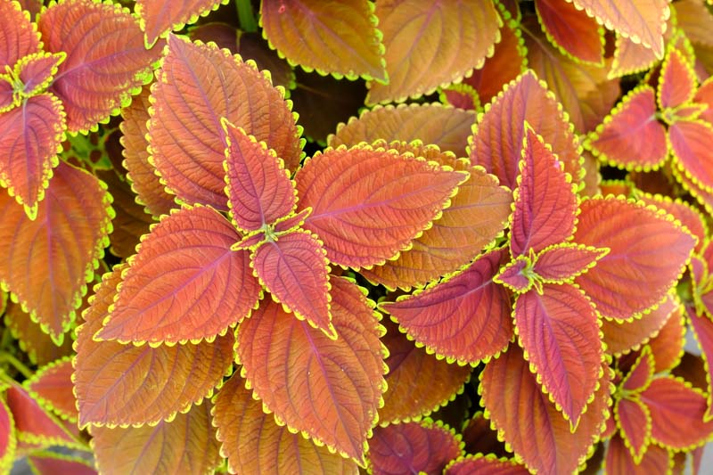 Colorful Coleus A Garden MustHave!