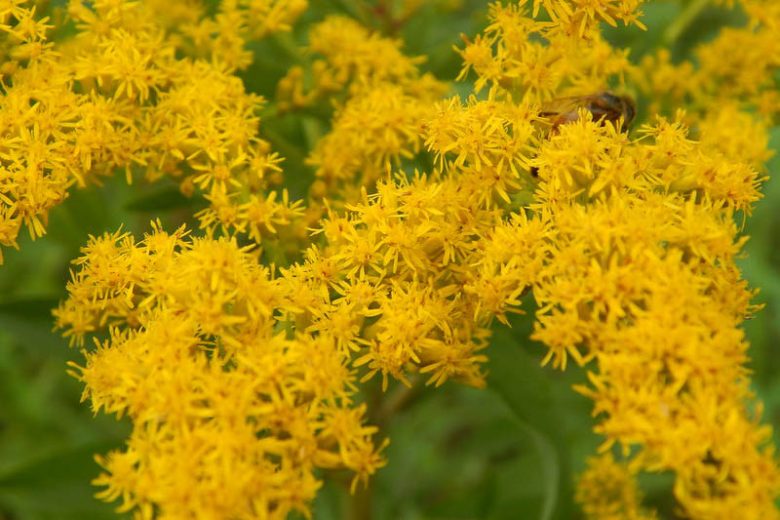 Solidago canadensis, Canada Goldenrod, Canadian Goldenrod, Tall Goldenrod, Giant Goldenrod, Fall perennials, Fall Flowers, Yellow flowers