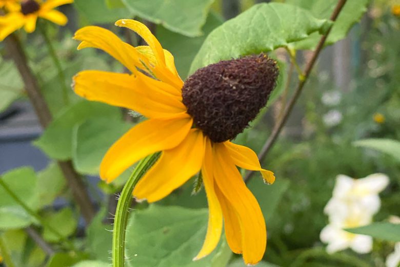 Rudbeckia maxima, Giant Coneflower, Great Coneflower, Giant Brown-eyed Susan, Cabbage Coneflower, Tall Coneflower, Tall Rudbeckia