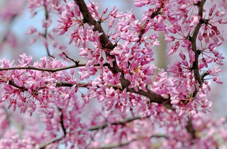 Cercis canadensis, Eastern Redbud, Shrub, Small Tree, Pink Flowers,