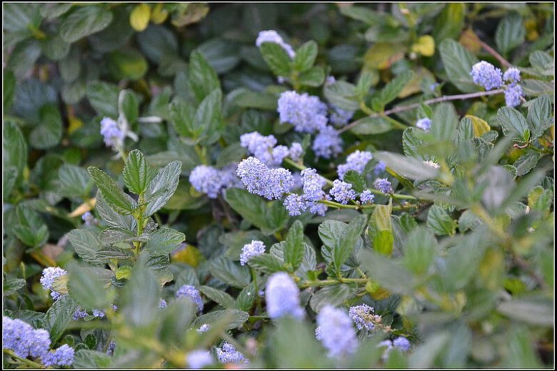 Ceanothus thyrsiflorus var. griseus, Carmel Ceanothus, Ceanothus griseus, Ceanothus griseus var. horizontalis, Californian Lilac, Blue Flowers, Fragrant Shrubs, Evergreen Shrubs