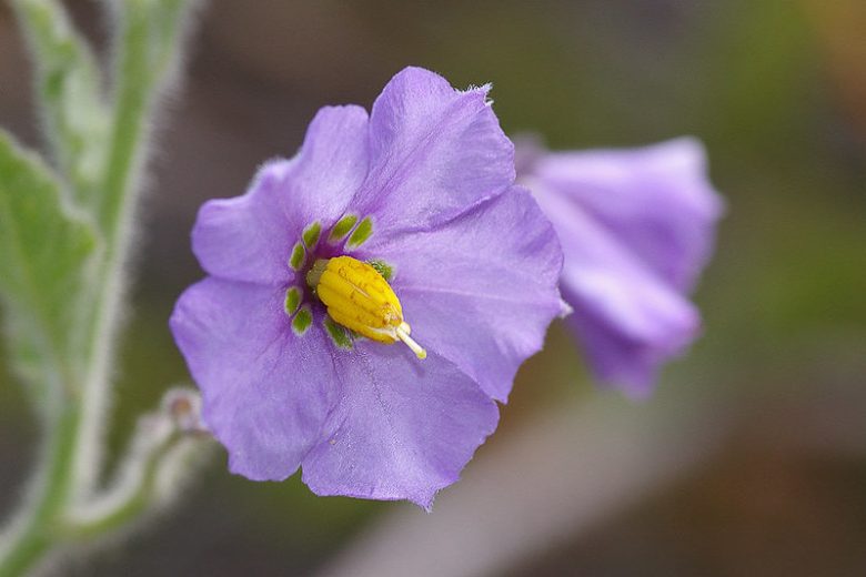 Solanum xanti, Chaparral Nightshade, Purple Nightshade, purple flowers, Blue Flowers, California Native Plants, California Native Shrubs