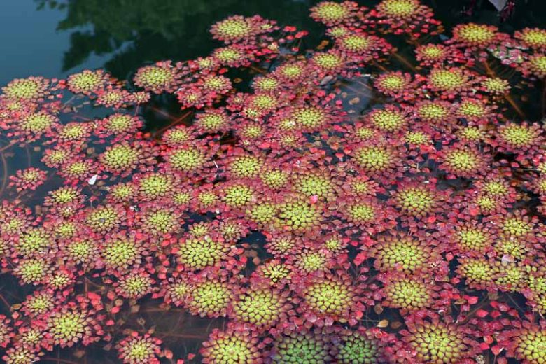 Ludwigia sedioides, Mosaic Flower, False Loosestrife, Ludwigia sedioides, Pond Plants, Water Plants, Aquatic Plants, Yellow Flowers