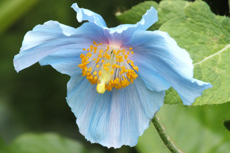 Blue Poppy, Meconopsis, Himalayan Blue Poppy, Himalayan Poppy, Blue Poppies, Meconopsis baileyi, Meconopsis betonicifolia, Meconopsis cambrica, Welsh poppy