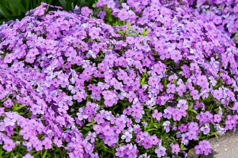 Phlox Purple Sprite, Creeping phlox Purple Sprite, Spring Phlox Purple Sprite, Purple Phlox, Purple flowers