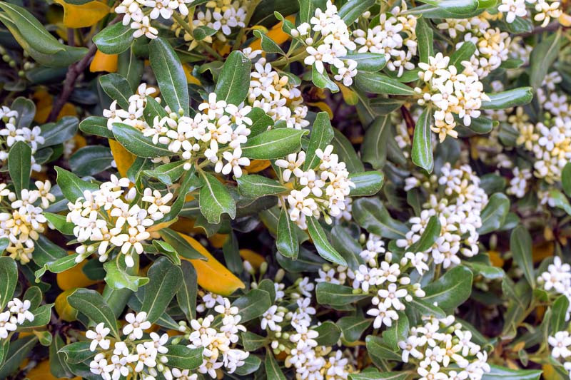 Pittosporum, Kohuhu, Tawhiwhi, Pittosporum tenuifolium, Mock Orange, Pittosporum tobira, Variegated pittosporum, evergreen shrubs, fragrant shrubs