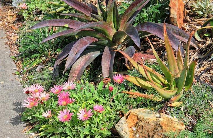 Arctotis, arctotis x hybrida, Arctotis x hybrida Wine, Drought tolerant flowers, Pink flowers, Pink African Daisies