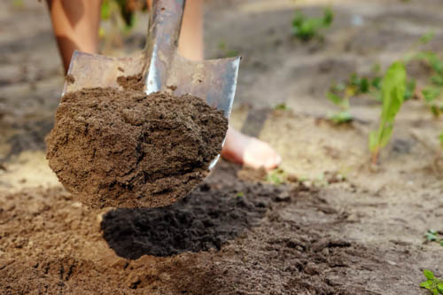 clay soil