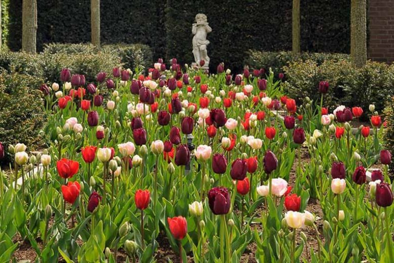 Spring Combination Ideas, Bulb Combinations, Plant Combinations, Flowerbeds Ideas, Spring Borders,Tulip 'Angelique',Tulip 'Couleur Cardinal',Tulip 'Curly Sue',Tulipa 'Angelique',Tulipa 'Couleur Cardinal',Tulipa 'Curly Sue'