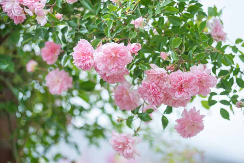 Spring roses deals