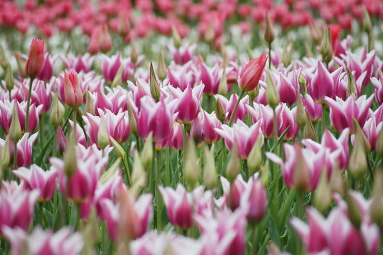 Most romantic flower bulbs, Most romantic spring bulbs,Tulipa 'Angelique' (Double Late Tulip), Tulipa 'Ballerina' (Lily-Flowered Tulip), Tulipa 'Queen Of Night' (Single Late Tulip), Crocus Chrysanthus 'Romance', Hyacinthus Orientalis 'Lady Derby' (Dutch Hyacinth), Hyacinthus Orientalis 'Splendid Cornelia' (Dutch Hyacinth), Narcissus 'Bridal Crown' (Double Daffodil), Narcissus 'Jetfire' (Cyclamineus Daffodil)