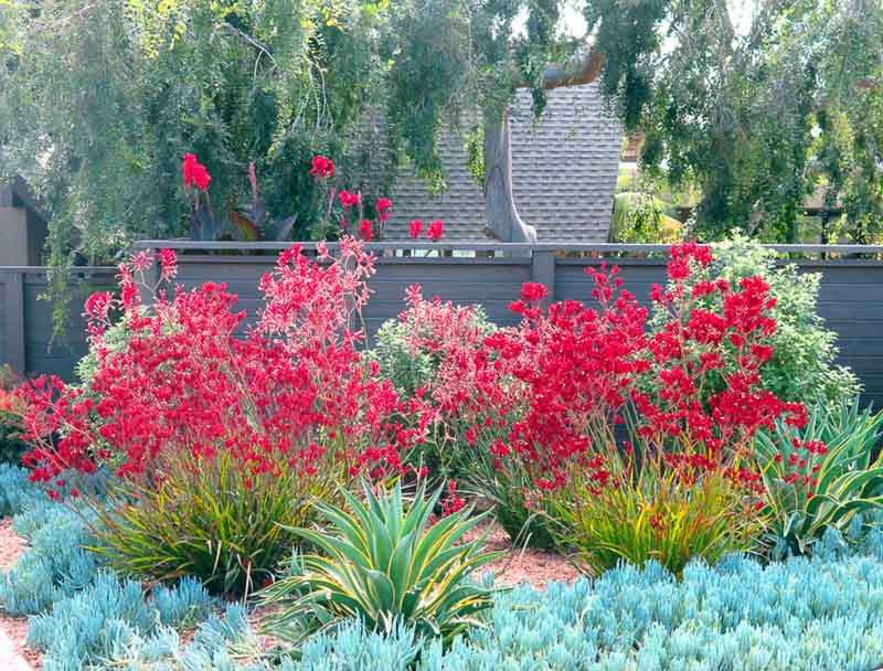 A Colorful and Low Maintenance California Garden