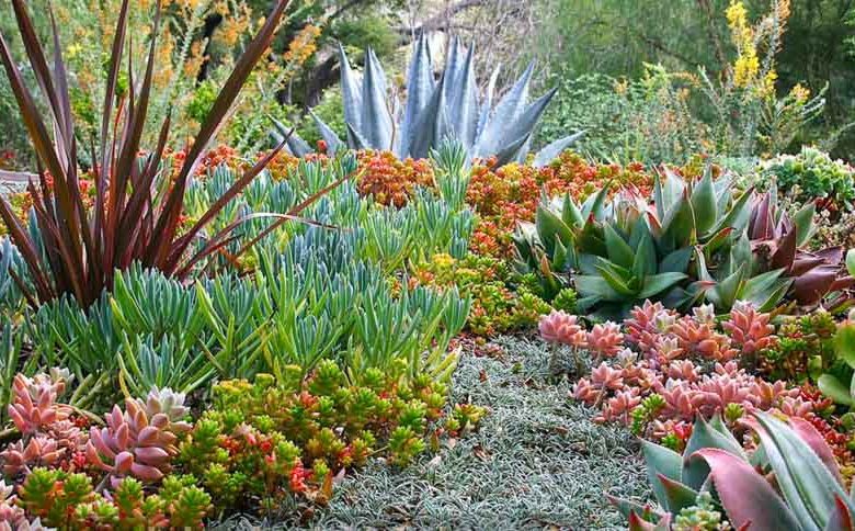 Garden Ideas, Landscaping Ideas, drought tolerant plant, succulent garden, agave americana, senecio, Debra Lee, graptopetalum paragayense, phormium amazing red aloe, sedum rubrotinctum