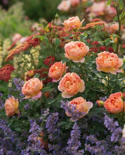 Perennial Combinations, Rose Combinations, Summer Borders, Planting Roses, Rose Gardening, Designing with Roses, English Roses, Rose Lady of Shalott, Nepeta Six Hills Giant, Rosa Lady of Shalott, Apricot English Roses, Achillea Paprika, Yarrow Paprika
