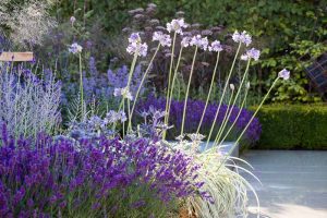 Garden Ideas, Landscaping ideas, Agapanthus africanus Albus, Agapanthus Northern Star,  Agapanthus Silver Moon, Agastache Black Adder, Deschampsia cespitosa, Eryngium bourgatii, Lavandula angustifolia 'Hidcote', Perovskia atriplicifolia, Russian Sage, Mediterranean border