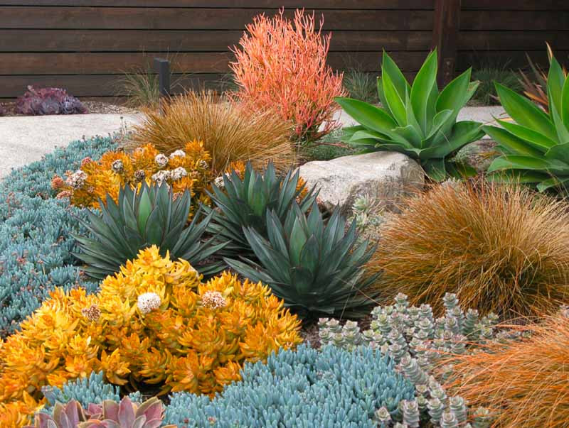 A Low Maintenance Succulent Border