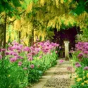 Plant Combinations, Flowerbeds Ideas, Spring Borders, Summer Borders, Allium Purple Sensation, Allium Globemaster, Laburnum, Golden Chain Tree,