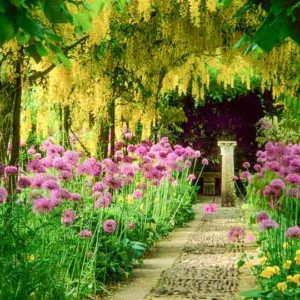 Plant Combinations, Flowerbeds Ideas, Spring Borders, Summer Borders, Allium Purple Sensation, Allium Globemaster, Laburnum, Golden Chain Tree,