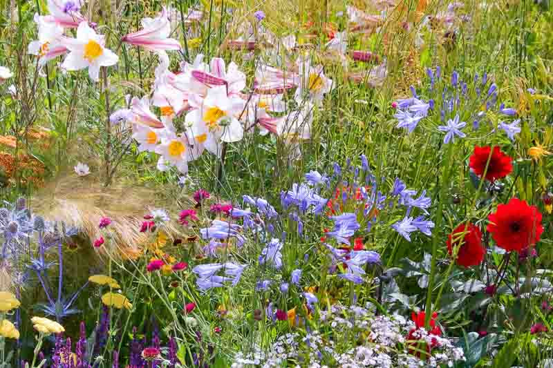 Garden Ideas, Perennial Planting, Perennial combination, Summer Borders, Fall Borders, Achillea 'Terracota', Lilium Regale, Agapanthus, lily-of-the-Nile, ornamental grasses, Gypsophilia, baby's breath, red Dahlia, Eryngium,
