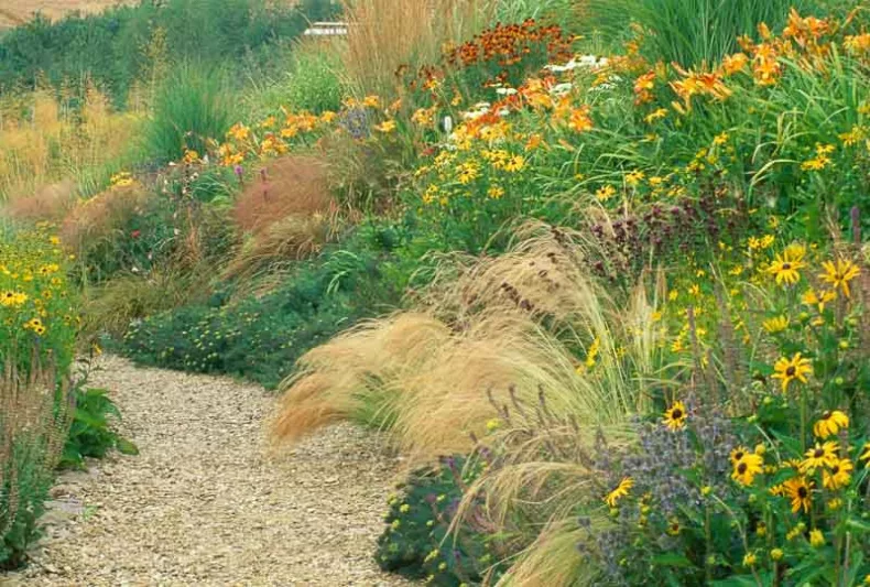 Prairie Grasses For Landscaping