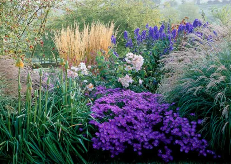 Garden ideas, Border ideas, Plant Combinations, Flowerbeds Ideas, Summer Borders, Fall borders, Asters, Miscanthus, Japanese Silver Grass, Monkshood, Aconitum, Climbing Roses, Kniphofia, Red Torch Lily