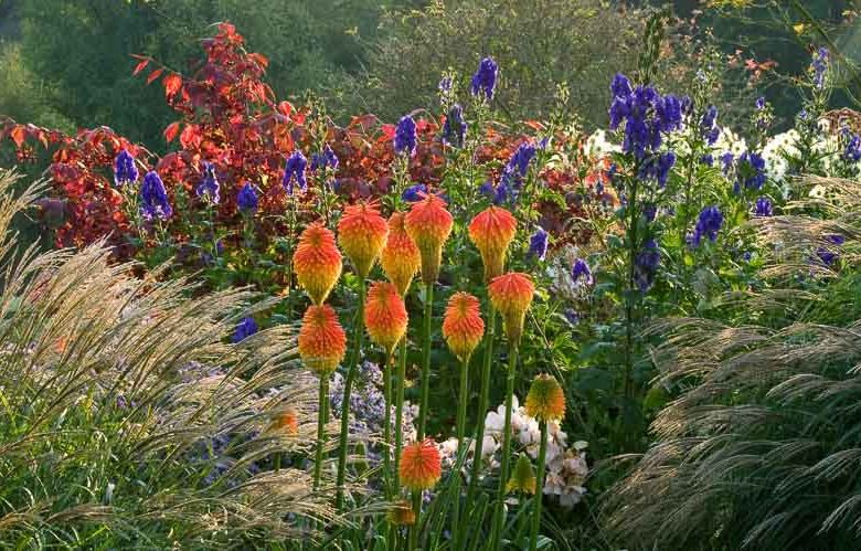 Garden ideas, Border ideas, Plant Combinations, Flowerbeds Ideas, Summer Borders, Fall borders, Miscanthus, Japanese Silver Grass, Monkshood, Aconitum, Climbing Roses, Kniphofia, Red Torch Lily, Spindle Tree, Euonymus