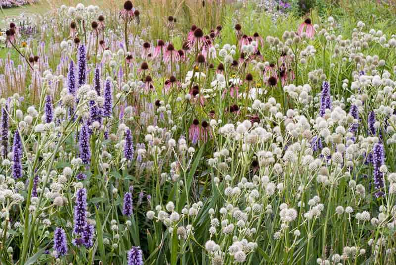 Prairie planting with Echinacea pallida, Eryngium yuccifolium, Agastache and Culver's Root