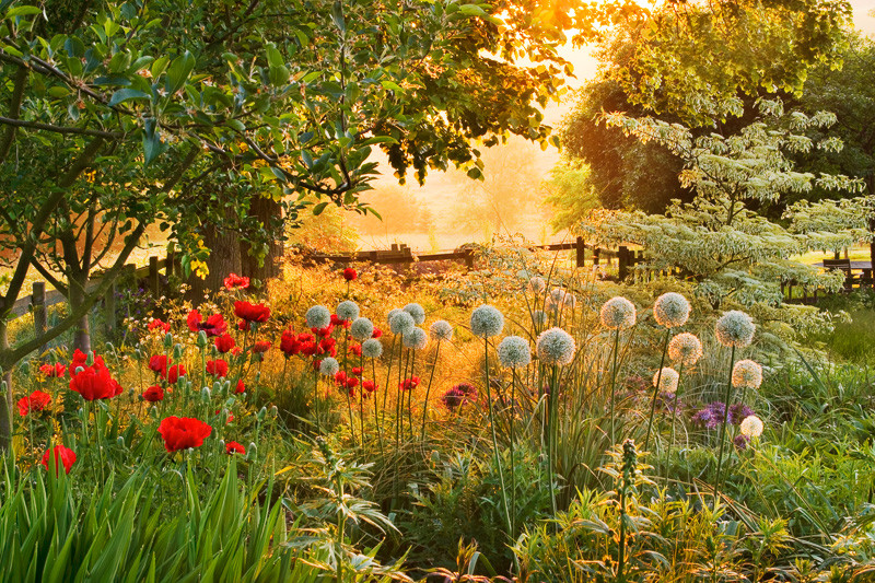 A Pretty Spring Border with Allium, Poppies and Wedding Cake Tree