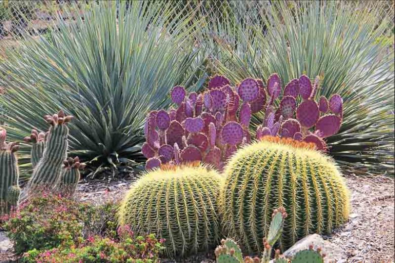 Garden ideas, Mediterranean garden, Water wise Garden, Drought-tolerant Garden, Dasylirion wheeleri, Desert Spoon, Echinocactus, Barrel Cactus, Opuntia santarita