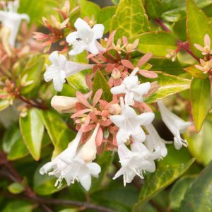 Abelia  grandiflora, Glossy Abelia, Abelia rupestris var. grandiflora, semi-evergreen Shrub, Fragrant Shrub, Pink Flowers, White Flowers, Fragrant shrub