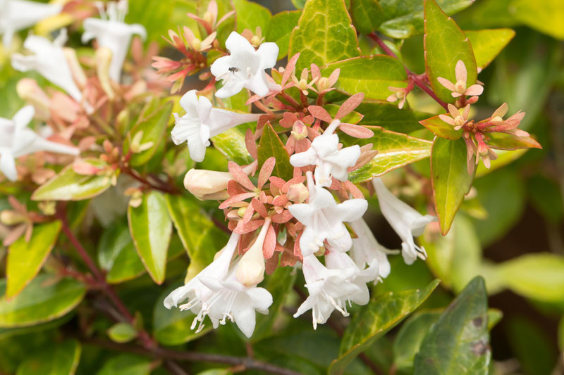 Abelia  grandiflora, Glossy Abelia, Abelia rupestris var. grandiflora, semi-evergreen Shrub, Fragrant Shrub, Pink Flowers, White Flowers, Fragrant shrub