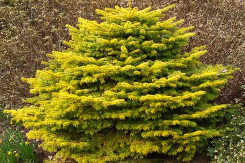 Abies nordmanniana 'Golden Spreader', Caucasian Fir 'Golden Spreader', Caucasian Fir, Evergreen Conifer, Evergreen Shrub