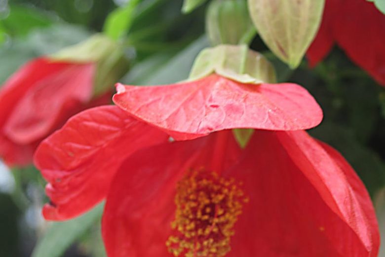 Abutilon 'Lucky Lantern Red', Flowering Maple 'Lucky Lantern Red', Abutilon hybrida 'Lucky Lantern Red', Abutilon 'Nuabred', Red Flowers, evergreen shrubs