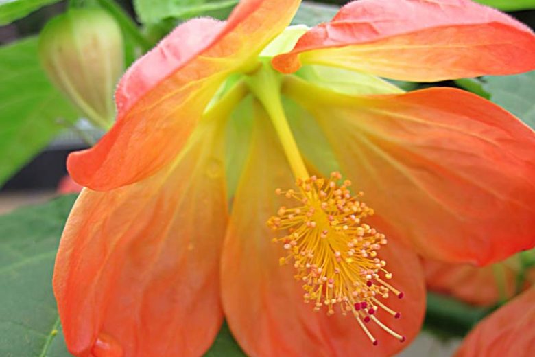 Abutilon 'Lucky Lantern Tangerine', Flowering Maple 'Lucky Lantern Tangerine', Abutilon hybrida 'Lucky Lantern Tangerine', Abutilon 'Nuabtang', Orange Flowers, evergreen shrubs