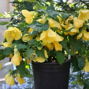 Abutilon 'Lucky Lantern Yellow', Flowering Maple 'Lucky Lantern Yellow', Abutilon hybrida 'Lucky Lantern Yellow', Abutilon 'Nuabtyell', Yellow Flowers, evergreen shrubs