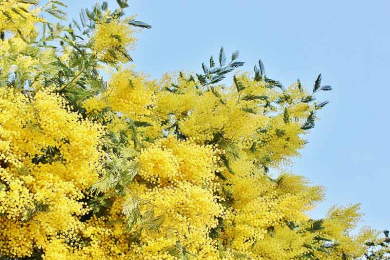 Acacia dealbata, Silver Wattle, Blue Wattle, Mimosa, Evergreen Tree, Evergreen Shrub, Yellow Flowers, Fragrant Shrub, Fragrant Tree