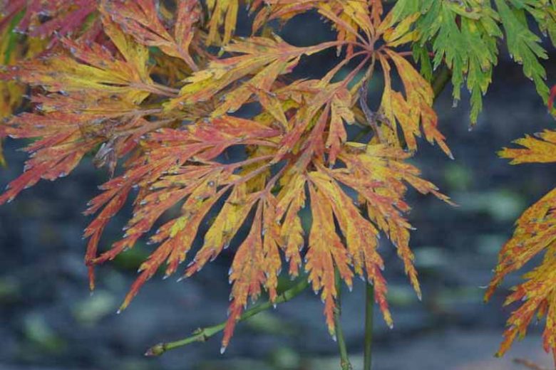 Acer japonicum 'Green Cascade', Full Moon Maple 'Green Cascade', Fern-Leaf Maple 'Green Cascade', Downy Japanese Maple 'Green Cascade', Weeping Maple Tree, Fall Color