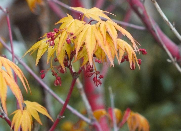 Acer palmatum 'Aka Kawa Hime', Coral Bark Maple, Japanese Maple 'Aka Kawa Hime', Tree with fall color, Fall color, Attractive bark Tree, Peeling Bark, Red Bark