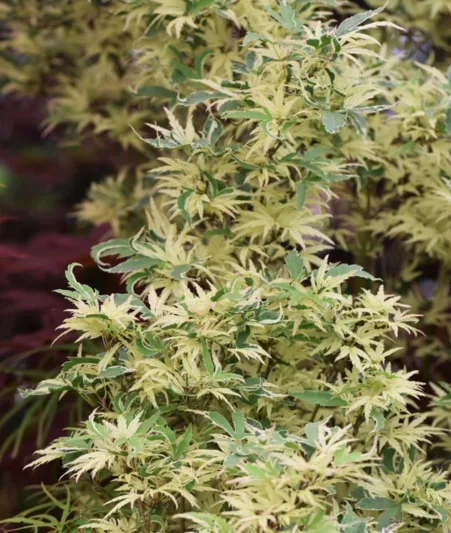 Acer palmatum 'Butterfly', Japanese Maple Butterfly, Tree with fall color, Fall color, Attractive bark Tree, Variegated Japanese Maple, Variegated Acer, Variegated leaves, Variegate Maple