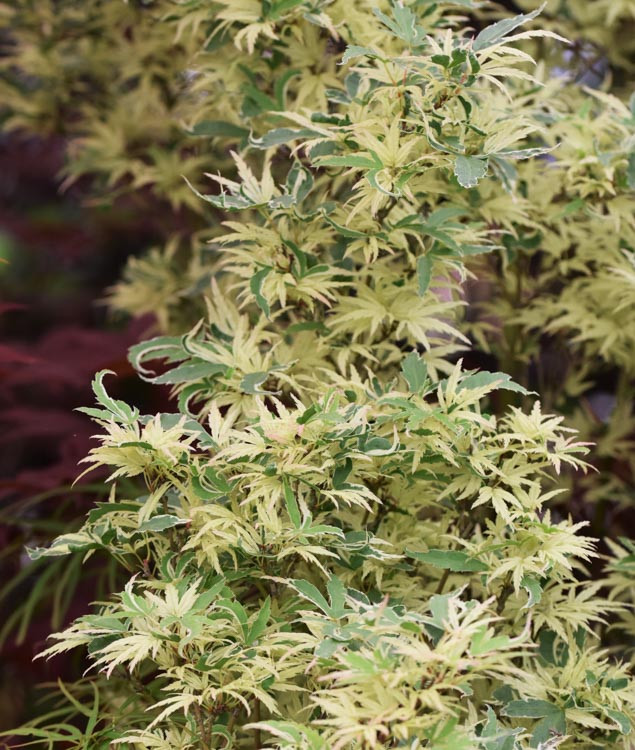 Acer palmatum 'Butterfly' (Japanese Maple)