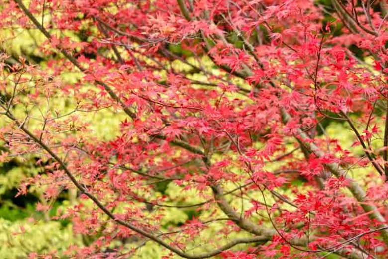 Acer palmatum 'Deshojo', Japanese Maple Deshojo', Tree with fall color, Fall color, Attractive bark Tree, red leaves, Red Acer, Red Japanese Maple, Red Maple