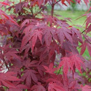 Acer palmatum 'Emperor I', Japanese Maple Emperor I, Acer palmatum 'Emperor 1', Acer palmatum 'Emperor One', Tree with fall color, Fall color, Attractive bark Tree, purple leaves, Purple Acer, Purple Japanese Maple, Purple Maple