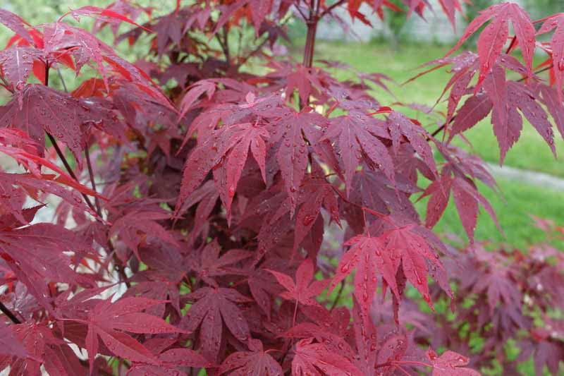 Acer palmatum 'Emperor I' (Japanese Maple)