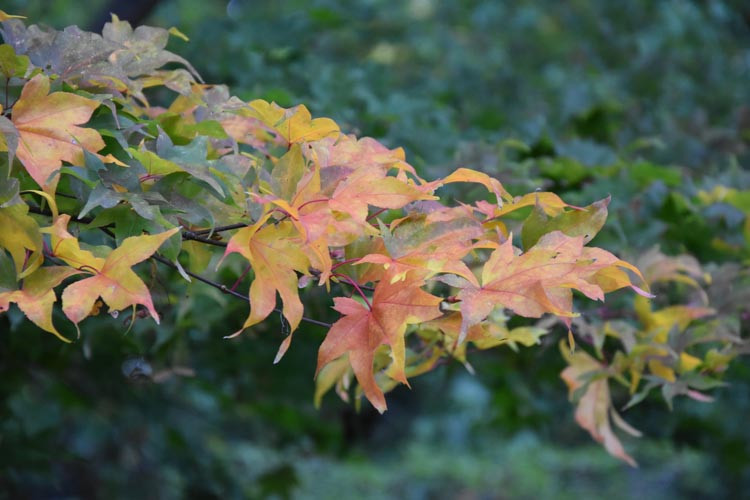 Acer palmatum 'Ichigyoji', Japanese Maple Ichigyoji, Tree with fall color, Fall color, Attractive bark Tree, Orange leaves, Orange Acer, Orange Japanese Maple, Orange Maple