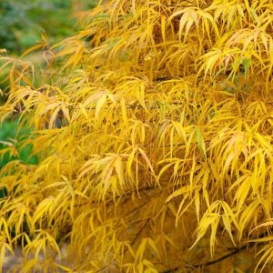 Acer palmatum 'Koto-no-ito', Japanese Maple Koto-no-ito, Tree with fall color, Fall color, Yellow leaves, Yellow Acer, Yellow Japanese Maple, Yellow Maple, Acer palmatum f. latilobatum