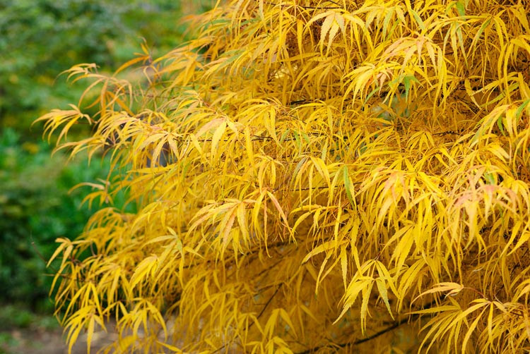 Acer palmatum 'Koto-no-ito', Japanese Maple Koto-no-ito, Tree with fall color, Fall color, Yellow leaves, Yellow Acer, Yellow Japanese Maple, Yellow Maple, Acer palmatum f. latilobatum