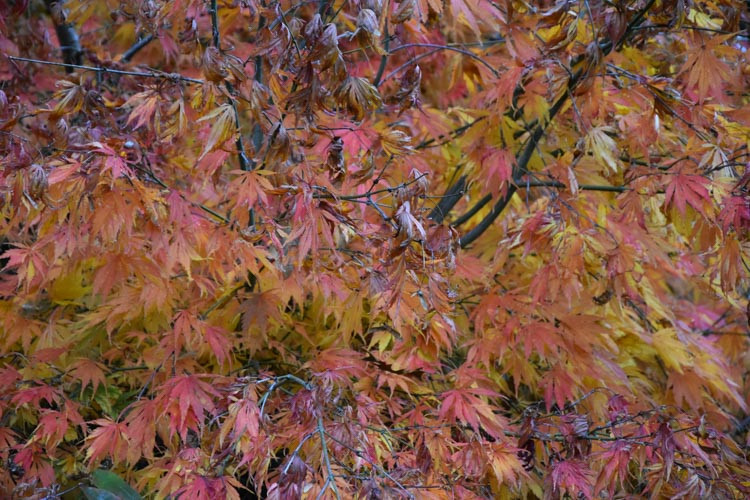 Acer palmatum 'Omure-Yama', Japanese Maple Omure-Yama, Tree with fall color, Fall color, Attractive bark Tree, Gold leaves, Gold Acer, Gold Japanese Maple, Gold Maple