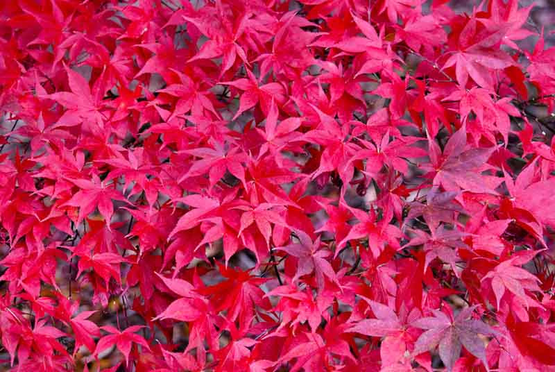 Acer palmatum 'Osakazuki' (Japanese Maple)